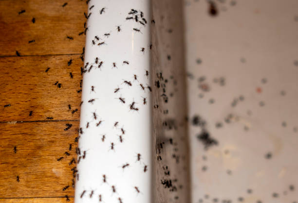 Pest Prevention Services in Wrightsville, PA